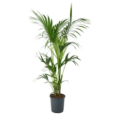 Kentia : pot de 5 pieds - D.24 cm - H.140 cm
