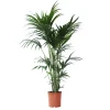 Kentia H.140cm, 7 pieds : pot D25cm