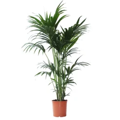 Kentia H.140cm, 7 pieds : pot D25cm