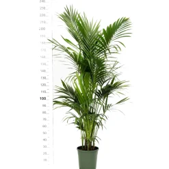 Kentia H.180/190cm, 8 pieds : pot D30cm