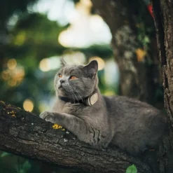 KIPPY - GPS et moniteur d'activité Kippy Evo Brown Wood pour chien & chat