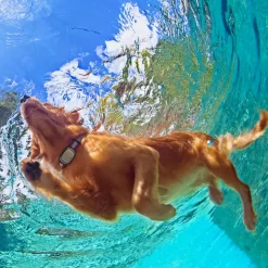 KIPPY - GPS et moniteur d'activité Kippy Evo Brown Wood pour chien & chat