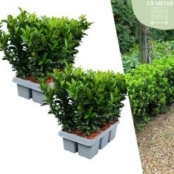 LA GREEN TOUCH - 12 fusains 'green spire'