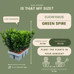 LA GREEN TOUCH - 12 fusains 'green spire'