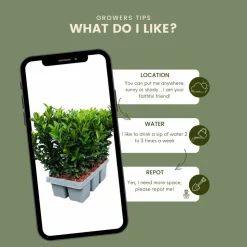 LA GREEN TOUCH - 12 fusains 'green spire'