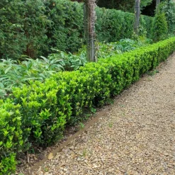LA GREEN TOUCH - 72 plantes euonymus 'green spire'