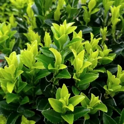 LA GREEN TOUCH - 72 plantes euonymus 'green spire'