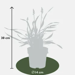 LA GREEN TOUCH - 6 x liriope muscari 'ingwersen'