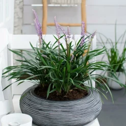 LA GREEN TOUCH - 3 x liriope muscari 'ingwersen'