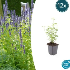 LA GREEN TOUCH - Agastache 'black adder' x40 – entre 2,5 et 3,33m2