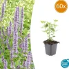 LA GREEN TOUCH - Agastache 'blue fortune' x60 – entre 3,75 et 5m2