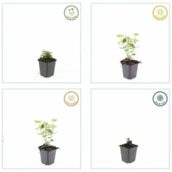 LA GREEN TOUCH - Agastache 'blue fortune' x60 – entre 3,75 et 5m2