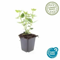 LA GREEN TOUCH - Agastache 'blue fortune' x60 – entre 3,75 et 5m2