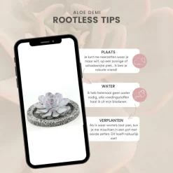 LA GREEN TOUCH - Agastache 'blue fortune' x60 – entre 3,75 et 5m2