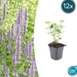 LA GREEN TOUCH - Agastache 'blue fortune' x60 – entre 3,75 et 5m2