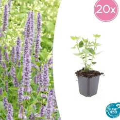 LA GREEN TOUCH - Agastache 'blue fortune' x60 – entre 3,75 et 5m2