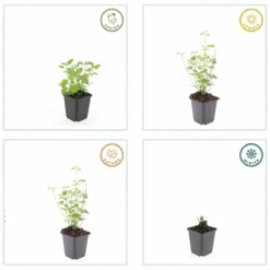 LA GREEN TOUCH - Agastache 'black adder' x20 – entre 1,25 et 1,67m2