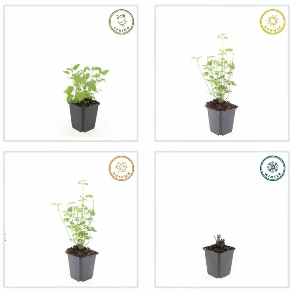 LA GREEN TOUCH - Agastache 'black adder' x20 – entre 1,25 et 1,67m2