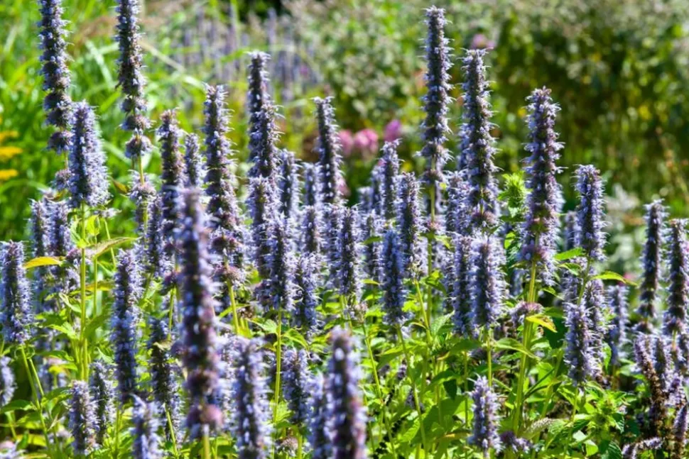 LA GREEN TOUCH - Agastache 'black adder' x20 – entre 1,25 et 1,67m2