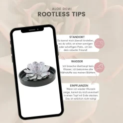 LA GREEN TOUCH - Agastache 'blue fortune' x6 – entre 0,38 et 0,5m2