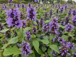 LA GREEN TOUCH - Agastache 'blue fortune' x6 – entre 0,38 et 0,5m2