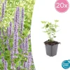 LA GREEN TOUCH - Agastache 'blue fortune' x20 – entre 1,25 et 1,67m2