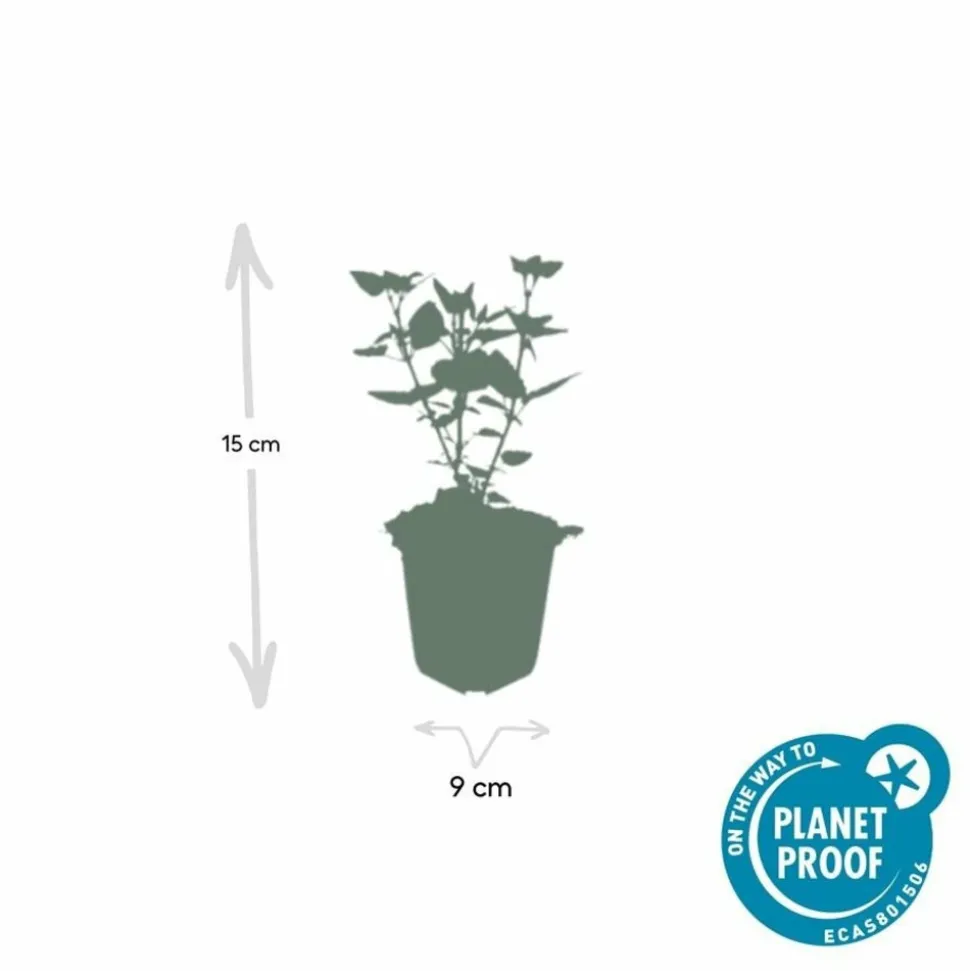 LA GREEN TOUCH - Agastache 'blue fortune' x20 – entre 1,25 et 1,67m2