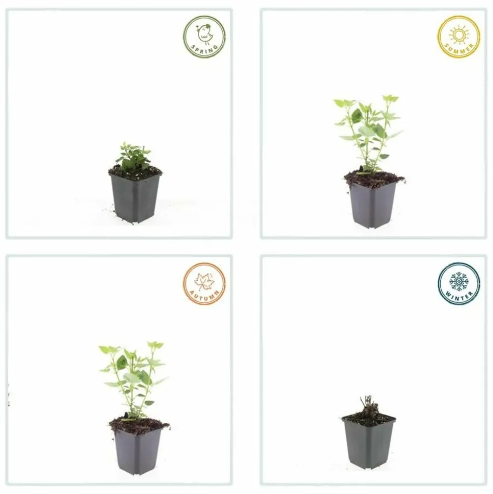 LA GREEN TOUCH - Agastache 'blue fortune' x20 – entre 1,25 et 1,67m2