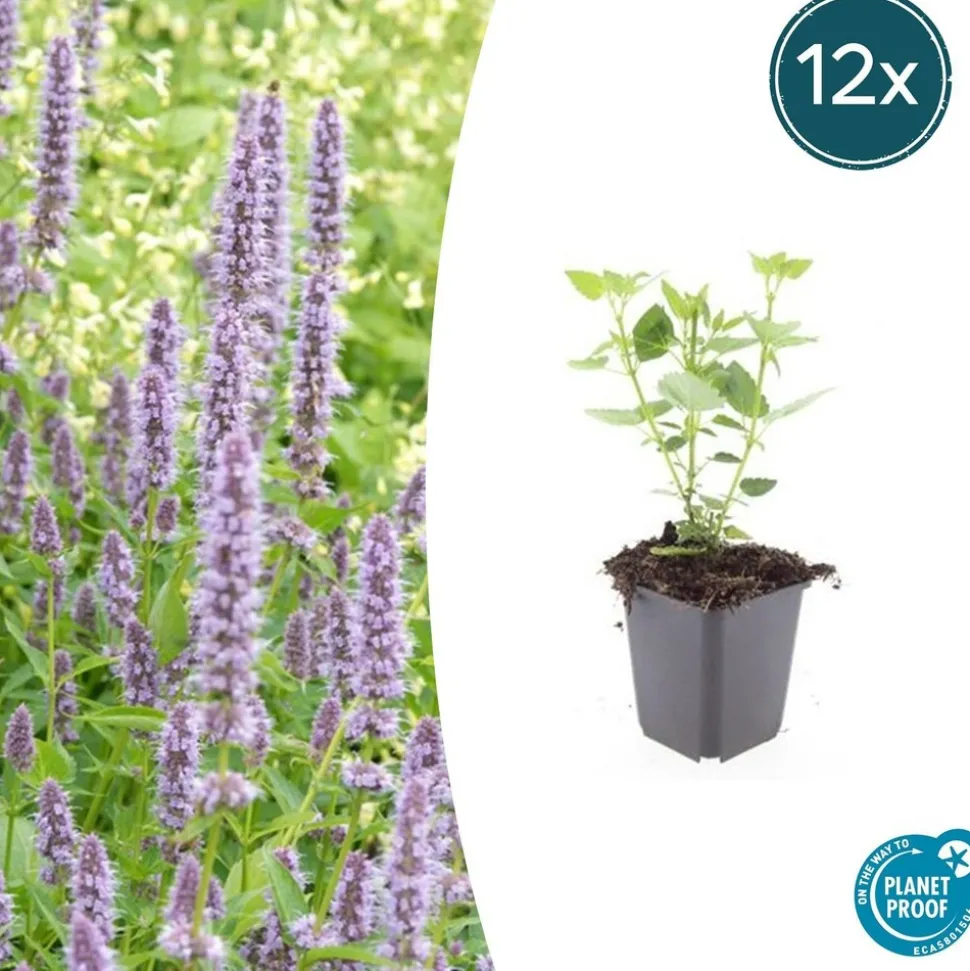 LA GREEN TOUCH - Agastache 'blue fortune' x20 – entre 1,25 et 1,67m2