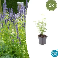 LA GREEN TOUCH - Agastache 'black adder' x6 – entre 0,38 et 0,5m2