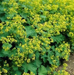 LA GREEN TOUCH - Alchémille commune x12 – entre 0,75 et 1m2