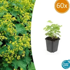 LA GREEN TOUCH - Alchémille commune x60 – entre 3,75 et 5m2