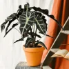 LA GREEN TOUCH - Alocasia polly 45cm - plante d'intérieur