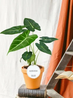 LA GREEN TOUCH - Alocasia frydek 35cm - plante d'intérieur x lot de 2 plantes