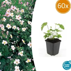 LA GREEN TOUCH - Anémone du japon 'robustissima' x60 – entre 3,75 et 5m2