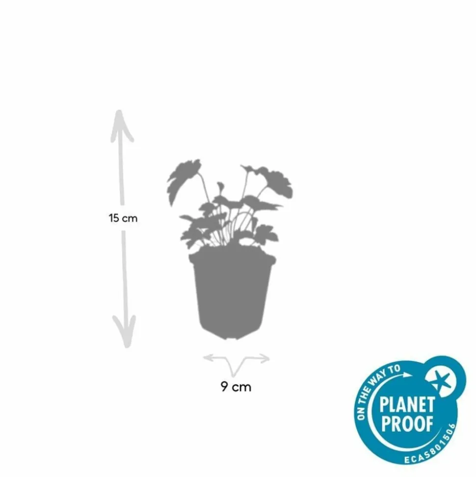 LA GREEN TOUCH - Anémone du japon 'robustissima' x60 – entre 3,75 et 5m2