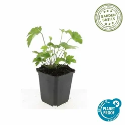 LA GREEN TOUCH - Anémone du japon 'robustissima' x60 – entre 3,75 et 5m2