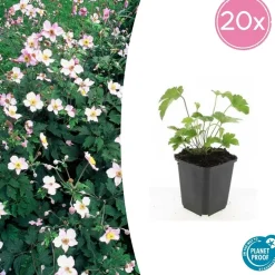 LA GREEN TOUCH - Anémone du japon 'robustissima' x60 – entre 3,75 et 5m2