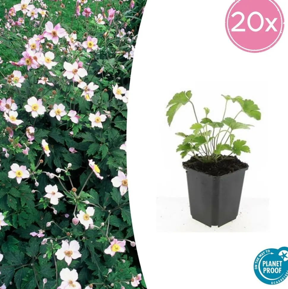 LA GREEN TOUCH - Anémone du japon 'robustissima' x60 – entre 3,75 et 5m2