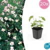 LA GREEN TOUCH - Anémone du japon 'robustissima' x20 – entre 1,25 et 1,67m2