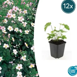 LA GREEN TOUCH - Anémone du japon 'robustissima' x20 – entre 1,25 et 1,67m2