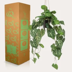 LA GREEN TOUCH - Anthurium clarinerdium plante artificielle - h80cm, ø18cm