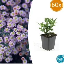 LA GREEN TOUCH - Aster du japon 'stardust' x60 – entre 3,75 et 5m2