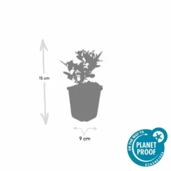 LA GREEN TOUCH - Aster du japon 'stardust' x60 – entre 3,75 et 5m2