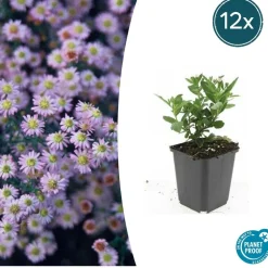 LA GREEN TOUCH - Aster du japon 'stardust' x60 – entre 3,75 et 5m2