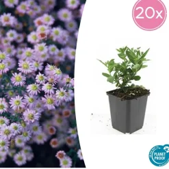 LA GREEN TOUCH - Aster du japon 'stardust' x60 – entre 3,75 et 5m2