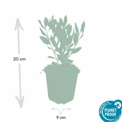 LA GREEN TOUCH - Aster du japon 'ashvi' x6 – entre 0,38 et 0,5m2