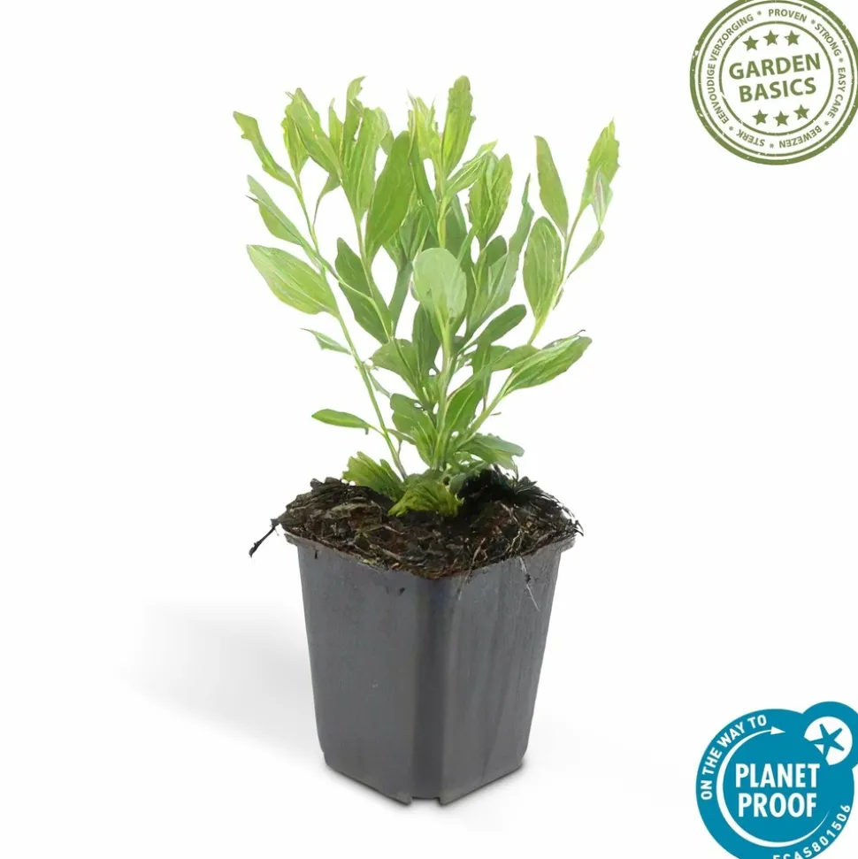 LA GREEN TOUCH - Aster du japon 'ashvi' x6 – entre 0,38 et 0,5m2