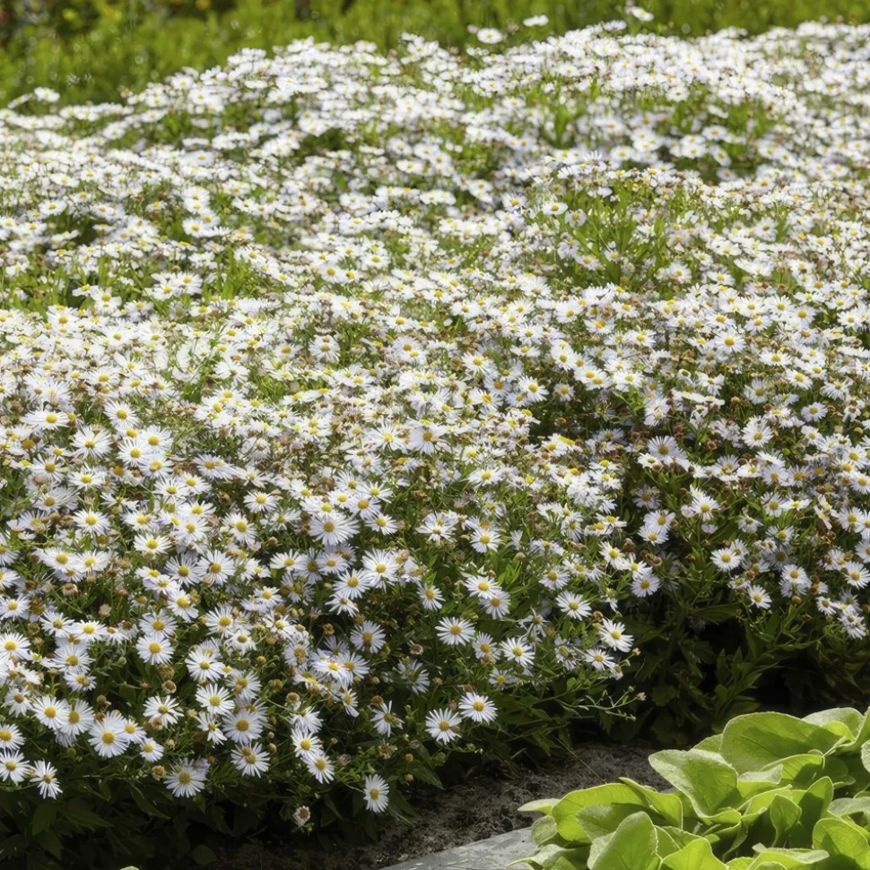 LA GREEN TOUCH - Aster du japon 'ashvi' x6 – entre 0,38 et 0,5m2