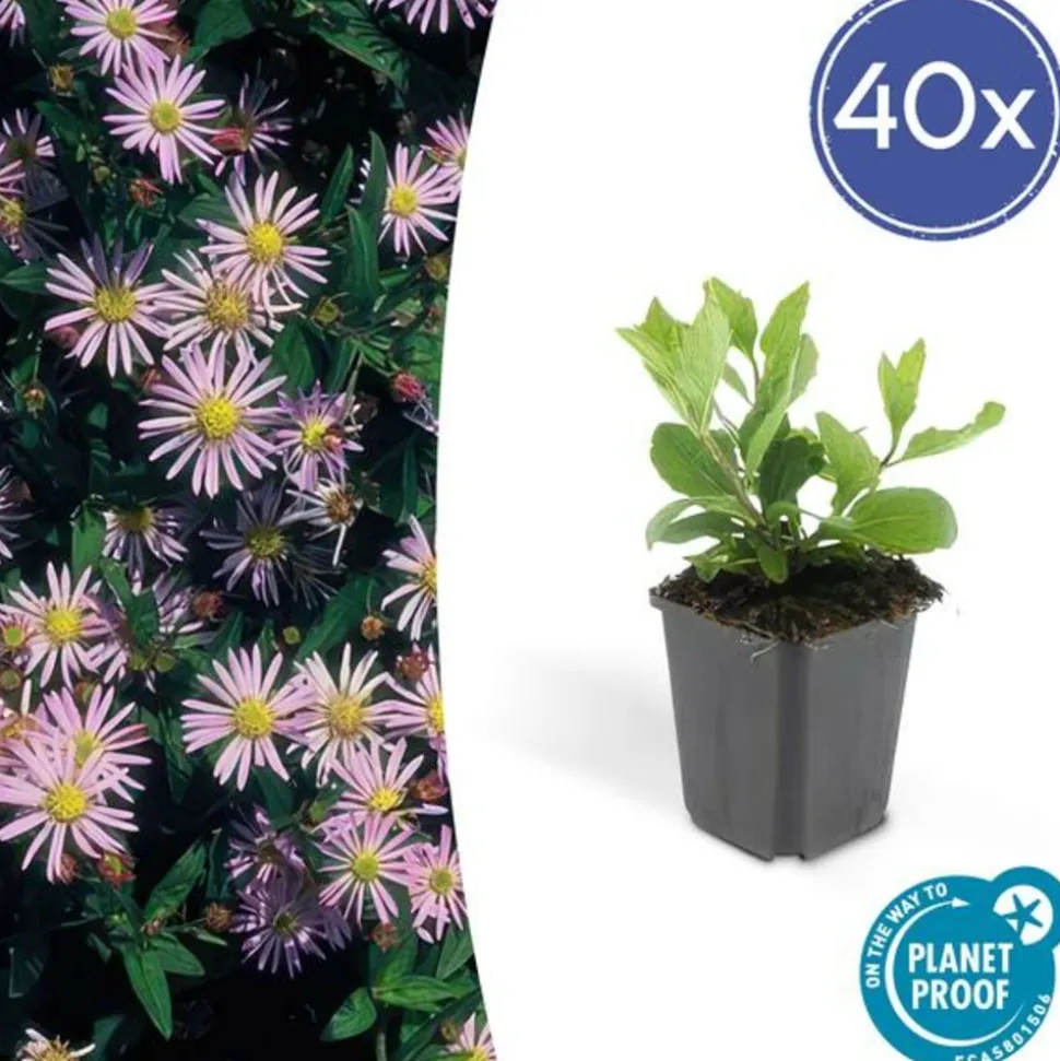 LA GREEN TOUCH - Aster du japon 'asran' x40 – entre 2,5 et 3,33m2
